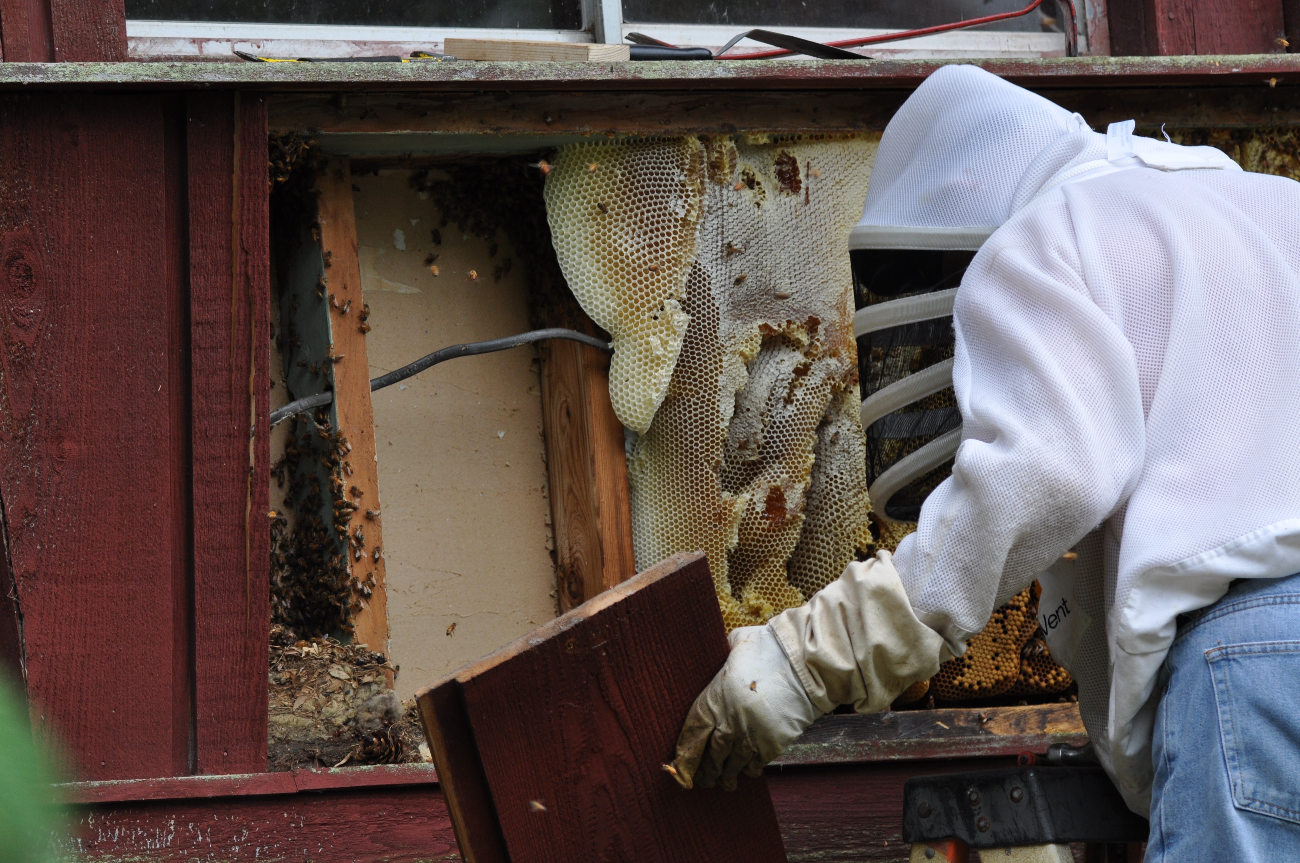 A beekeeper removing honey bees and comb exposed in a wall.&nbsp;